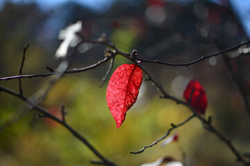 Wall Mural - Lonely red leaf on a tree branch on a blurred background. Loneliness and autumn concept. Selective focus