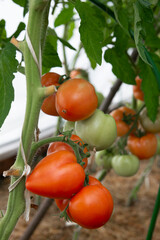 Wall Mural - tomatoes