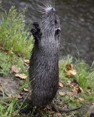 Sticker - Horizontal photo of Amerrican nutria