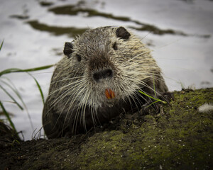 Wall Mural - Horizontal photo of Amerrican nutria