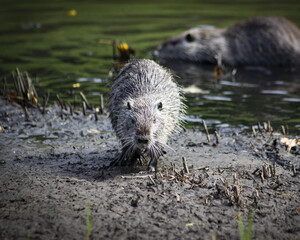 Wall Mural - Horizontal photo of Amerrican nutria