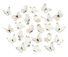 Big Set White Butterfly