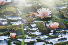 Beautiful Flowers Lilies On Water.  Blooming Waterlily Nymphaea Flowers In Pond. Lake With Water Pink Lily Flowers. Selective Focus