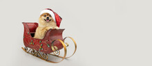 Banner Happy Dog Sitting On Christmas Sleigh Wearing A Santa Claus Hat. Isolated On Gray Background