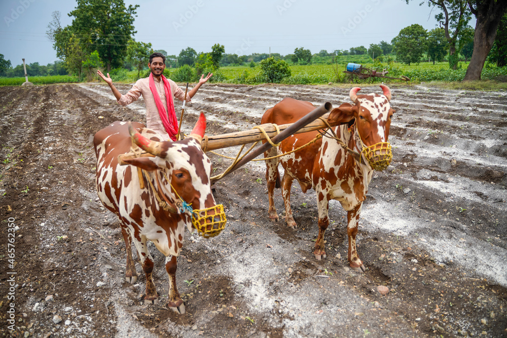 Indian farmer working with bull at his farm. Stock Photo | Adobe Stock