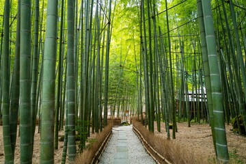 bamboo forest at Hokokuji Temple 