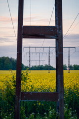 Wall Mural - Old rusty power line poles in yellow canola rapeseed field during summer in Sweden