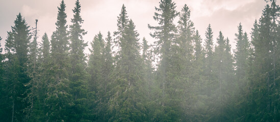 Canvas Print - Mesmerizing view of the beautiful pine forest on a foggy day