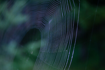 morning fog and cobwebs are a wonderful natural combination