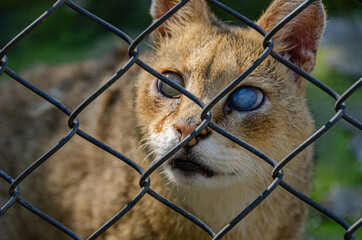 Close up shot of a scary face of a big wild dangerous cat looking from behind the metal fence