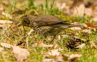 Wall Mural - song thrush (Turdus philomelos) eating earthworm