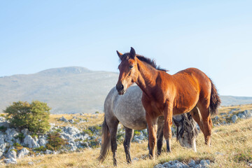 Canvas Print - Horses in the mountains on a sunny day