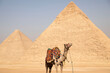 pyramids of Giza with camel