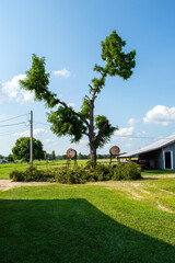 Wall Mural - Walnut tree in the process of being cut down