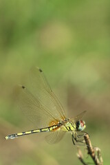 Wall Mural - dragonfly on a branch