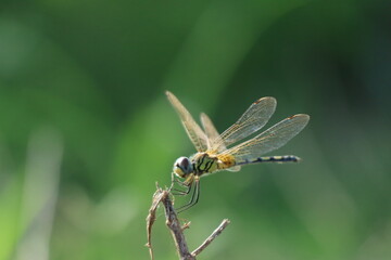 Wall Mural - close up of a dragonfly