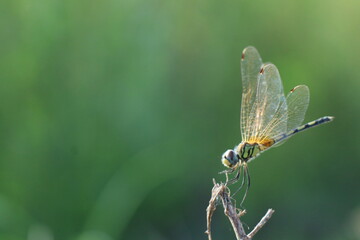 Wall Mural - dragonfly resting on a leaf