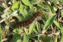 Tiger Caterpillar On A Grass In The Garden