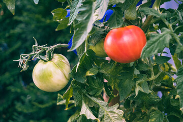 Wall Mural - Closeup shot of ripe and unripe tomatoes on the branch