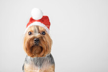 A Yorkshire Terrier Dog In A Santa Hat On A Gray Background. Copy Space