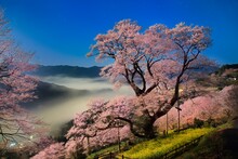夜空に映えるひょうたん桜と雲海を月光で撮ったイメージ, 日本,高知県,吾川郡,仁淀川町