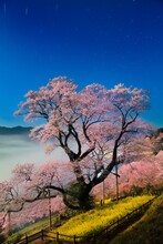 夜空に映えるひょうたん桜と雲海を月光で撮ったイメージ, 日本,高知県,吾川郡,仁淀川町