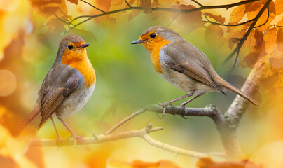 Wall Mural - Red Robin (Erithacus rubecula) birds close up in a forest