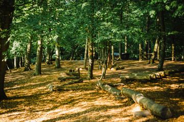 Wall Mural - Forest playground in Sweden 5