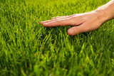 Fototapeta  - Human palm touching lawn grass low angle view