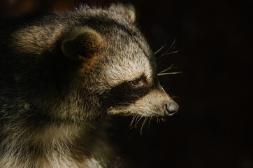 Canvas Print - Closeup of a Raccoon with a dark background