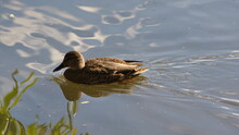 Female Duck Swims On The Pond