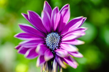 Closeup Of A Beautiful Purple African Daisy Flower