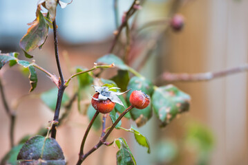 Sticker - Scenic view of rose hips on a blurred background