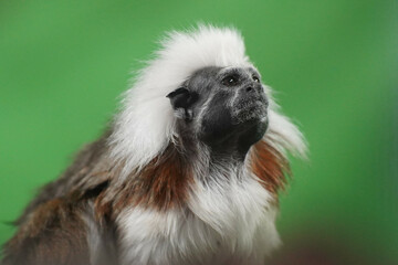 Sticker - Closeup shot of a Cotton-top tamarin on a blurred background