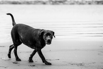 Poster - Grayscale of a Chesapeake Bay Retriever