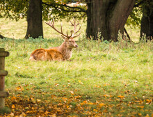 Large Roe Stag Deer With Headress In The Rutting Season At Tatton Park, Knutsford, Cheshire, UK