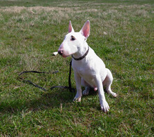 Young White Bull Terrier Tony On The Grass. Dog Walking.