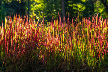 Ornamental Japanese blood grass or Imperata cylindrica 'Rubra' backlit with evening sun outdoors. Beautiful perennial plant with bright red spikes fade to green for gardens and landscape design.