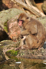 Sticker - Vertical shot of a small monkey sitting on a rock in a sunny weather