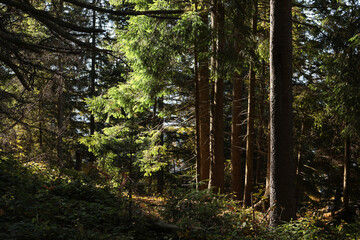 Fototapeta picturesque view of beautiful coniferous forest on sunny day