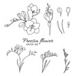 © chekiwart - Freesia flower set
