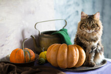 Halloween Still Life With Pumpkins And Cat . Orange Yellow Green Colors In Light Background, Holiday Decoration.