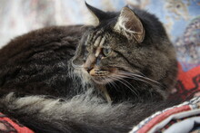 Cat Sleeping On Carpet Samples At A Turkish Carpet Shop