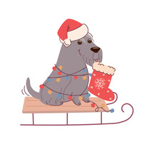 Christmas Card With Dog Schnauzer Holding A Sock For Gifts. Vector Greeting Card In Flat Style On White Background