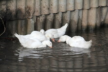 Four White Domestic Ducks Swim And Drink Water On A Farm Pond