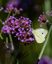 White Butterfly Drinking Nectar From A Bunch Of Purple Flowers At A Garden