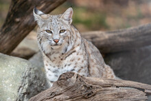 North American Bobcat (lynx Rufus) Standing On Log Near Den