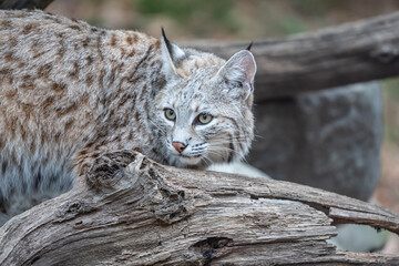 North American bobcat (lynx rufus) standing on log near den