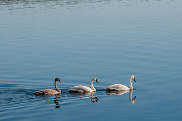 Wall Mural - Trumpeter Swans with their young swan following on a mirror like lake.