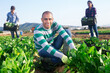 © JackF - Farmer and his assistant harvesting ripe mangold on farm plantation